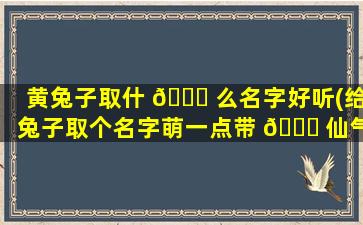 黄兔子取什 🐟 么名字好听(给兔子取个名字萌一点带 🐎 仙气感觉的)
